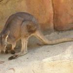 Newcastle - Blackbutt Reserve 